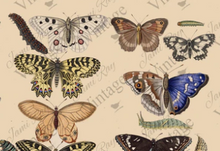 Load image into Gallery viewer, JRV Scientific Butterfly Tissue Paper